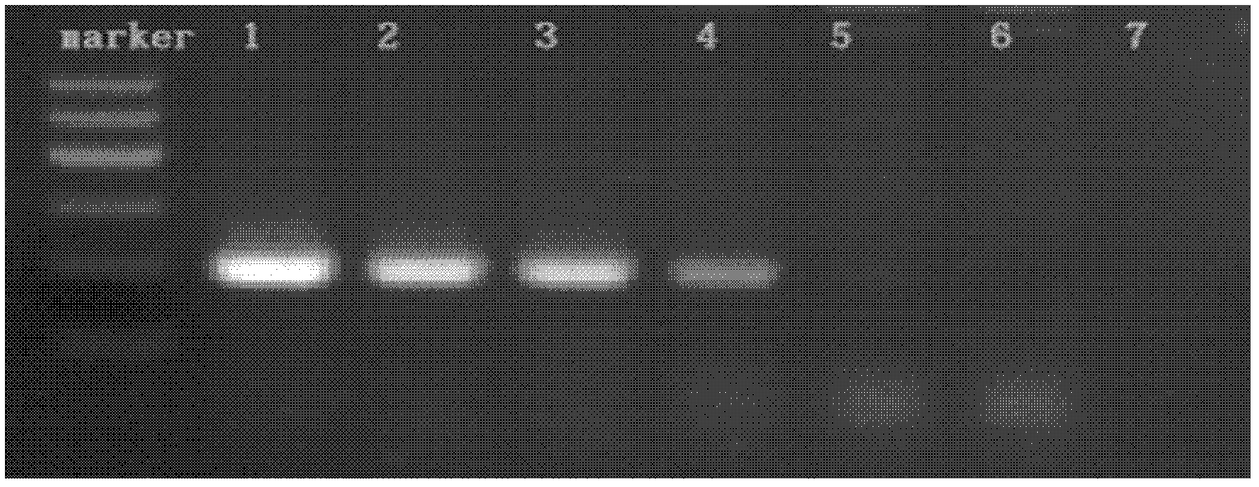 Polymerase chain reaction (PCR) detection method universal for viruses