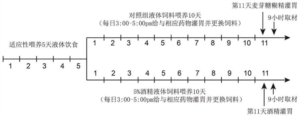 Novel application of rendan mini-pill traditional Chinese medicine composition in alleviation of hangover or treatment of alcoholic liver injury