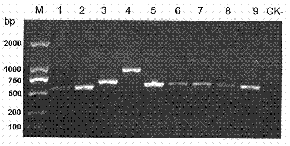 Quick detection method for a variety of pathogen molecules of strawberry root rot diseases and application of quick detection method