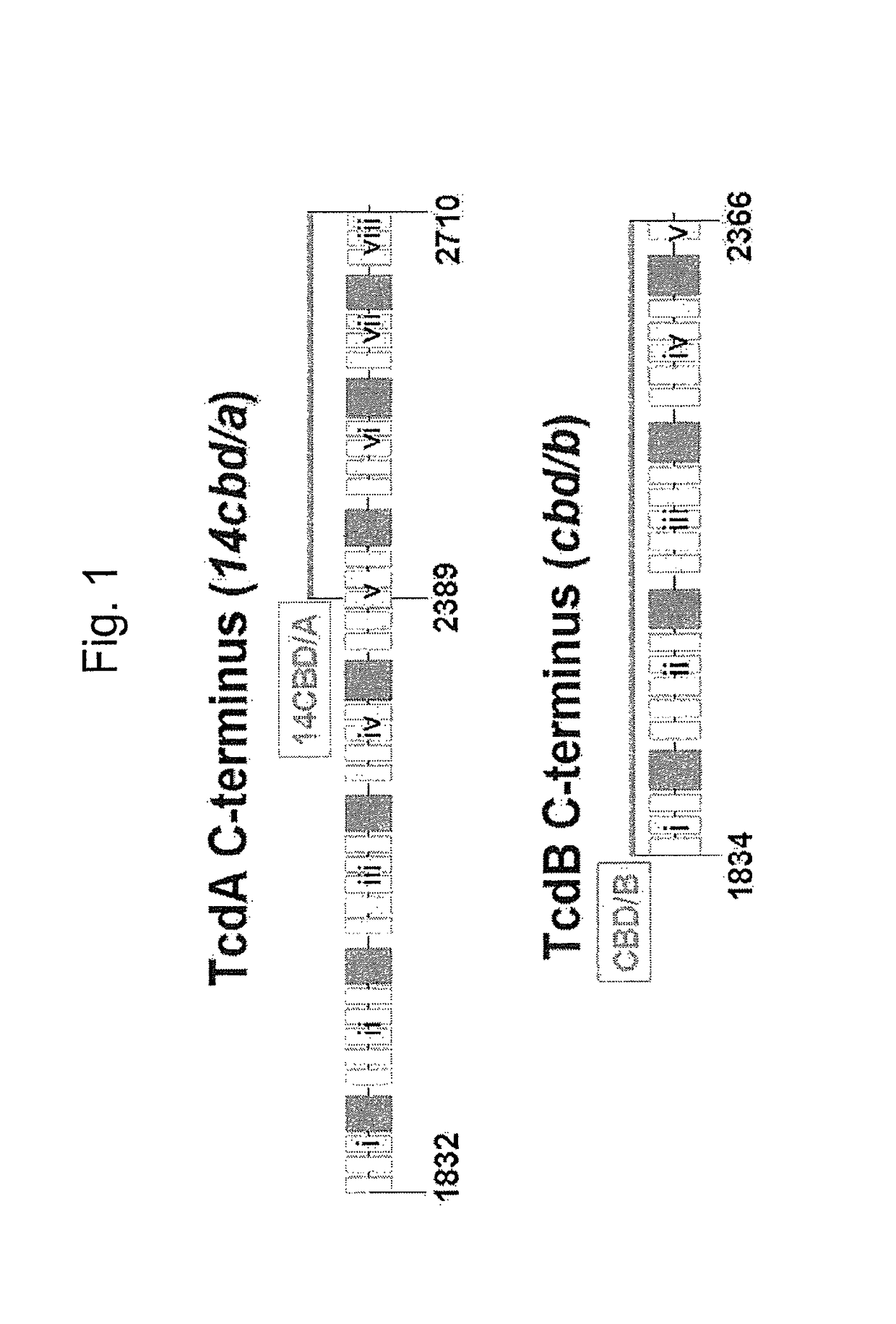 Multivalent live vector vaccine against <i>Clostridium difficile</i>-associated disease