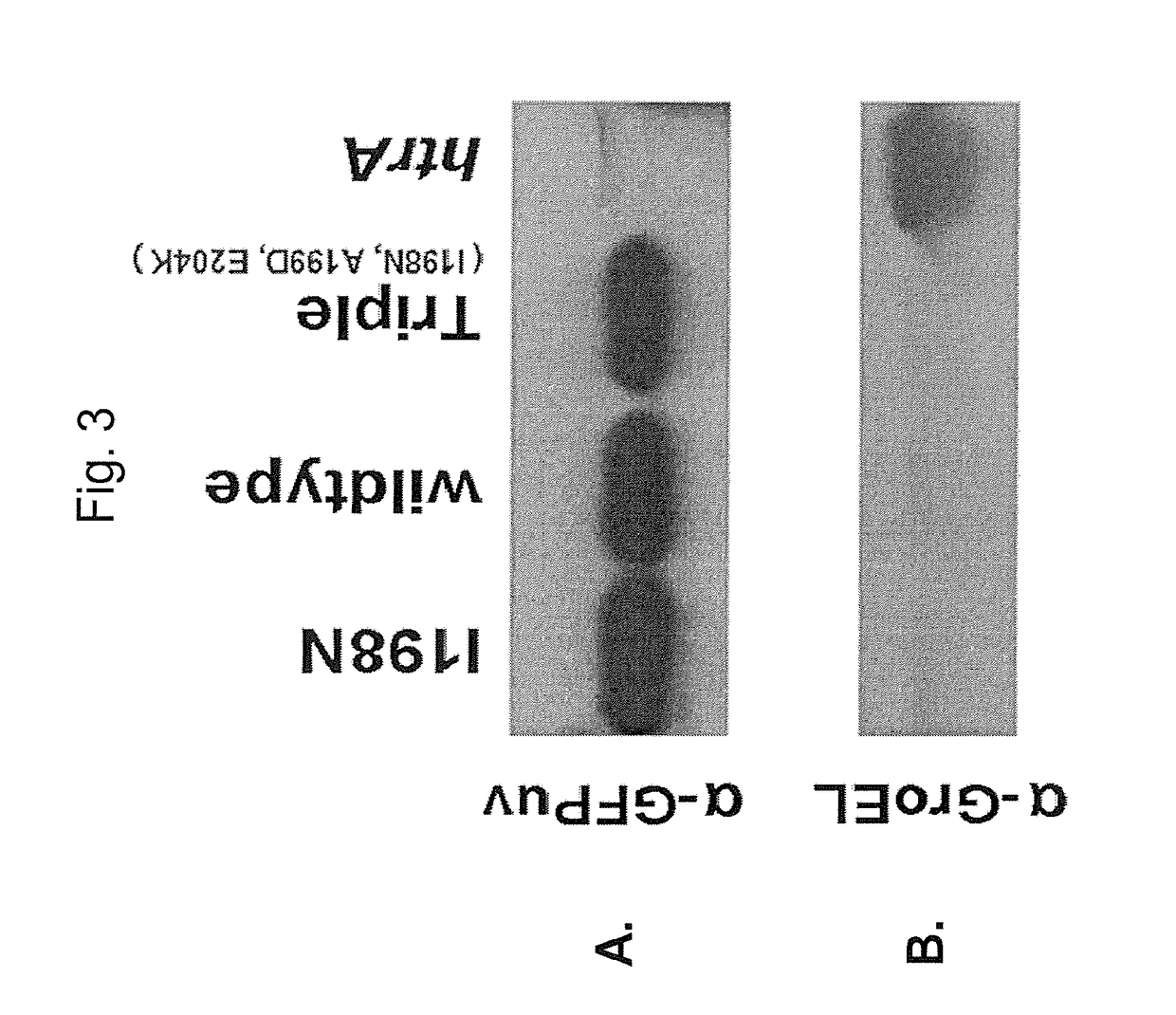 Multivalent live vector vaccine against <i>Clostridium difficile</i>-associated disease