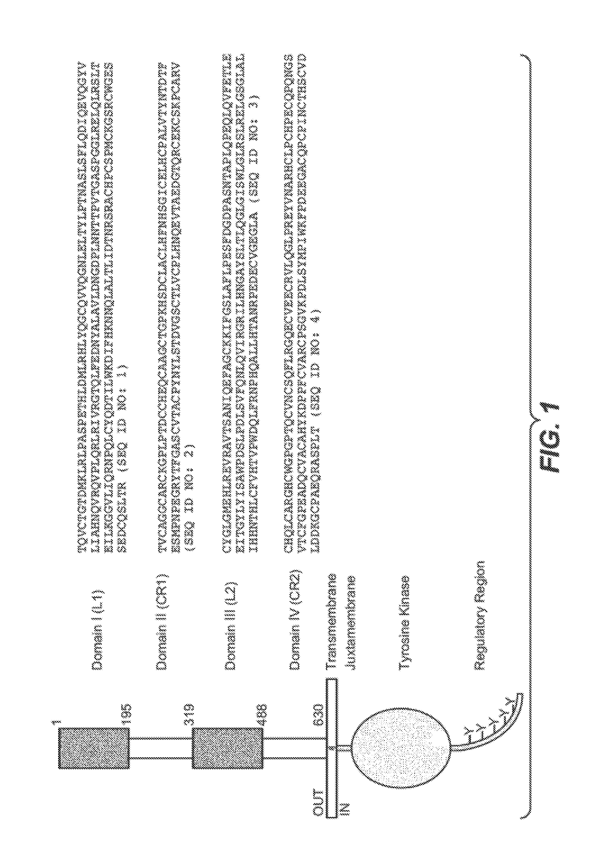 Subcutaneous her2 antibody formulations