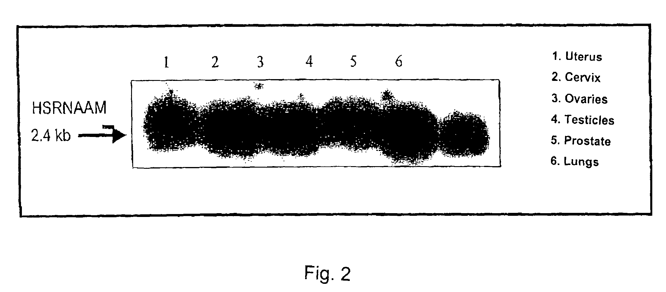 Method for testing hormonal effects of substances