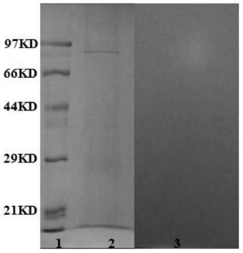 A kind of β-1,6-glucanase and its coding gene and application