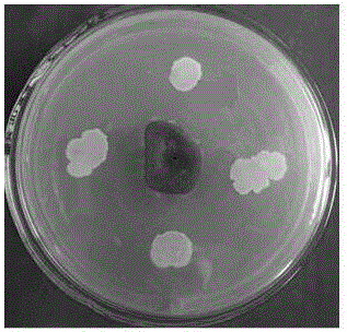 Bacillus amyloliquefaciens and microbial inoculum, and production method and application of microbial inoculum