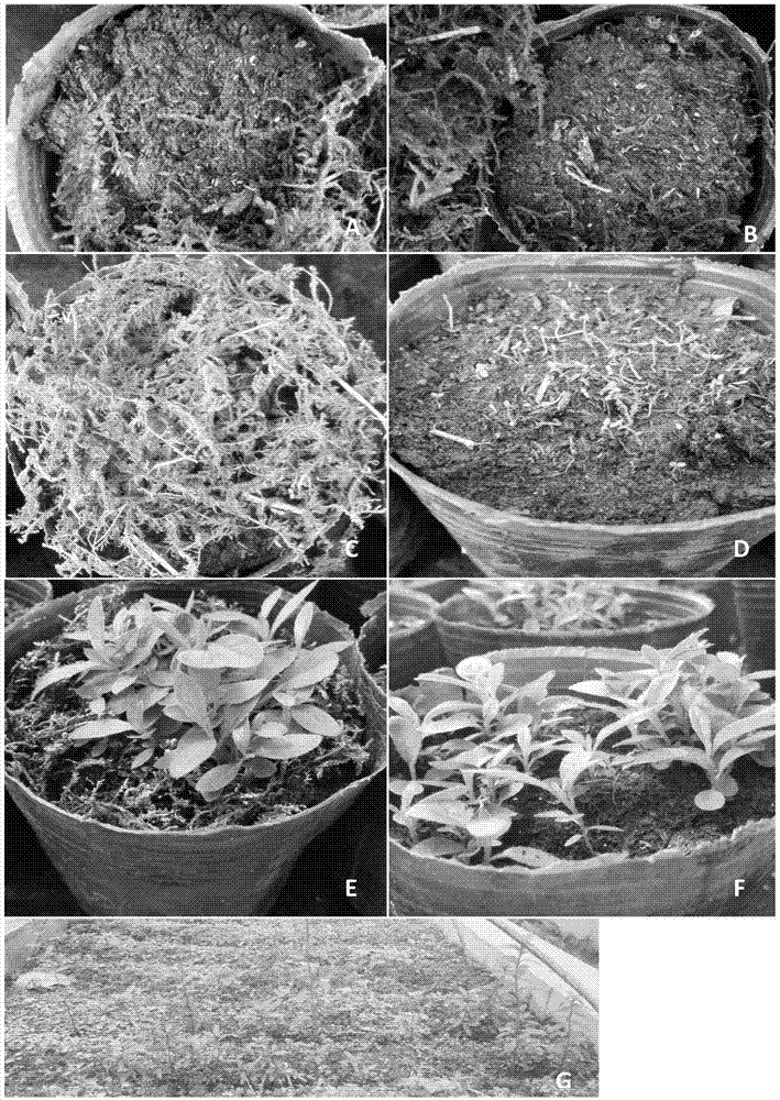 Seed sowing and seedling breeding method of azaleas