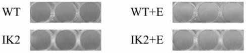 A method and application of improving ethanol tolerance of Synechocystis pcc6803