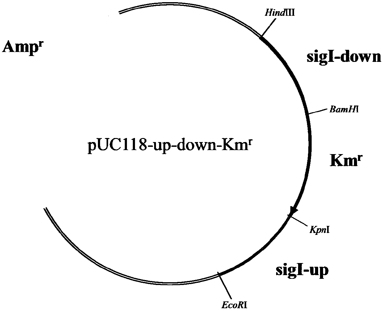 A method and application of improving ethanol tolerance of Synechocystis pcc6803