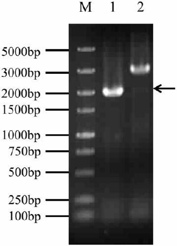 A method and application of improving ethanol tolerance of Synechocystis pcc6803