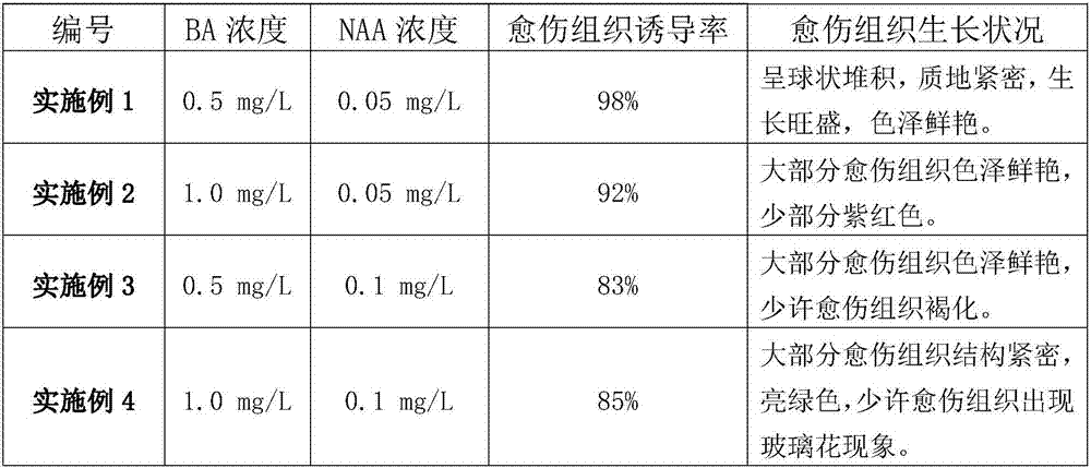 Tissue culture propagation method for rhodiola sacra