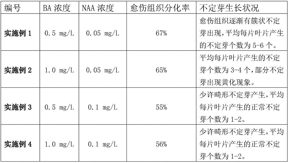 Tissue culture propagation method for rhodiola sacra