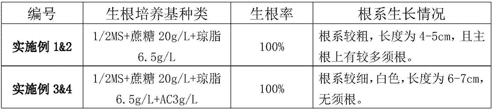 Tissue culture propagation method for rhodiola sacra