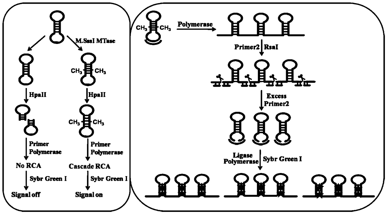 Target-protected dumbbell molecular probe-mediated cascade rolling circle amplification strategy for sensitive detection of DNA methyltransferase activity