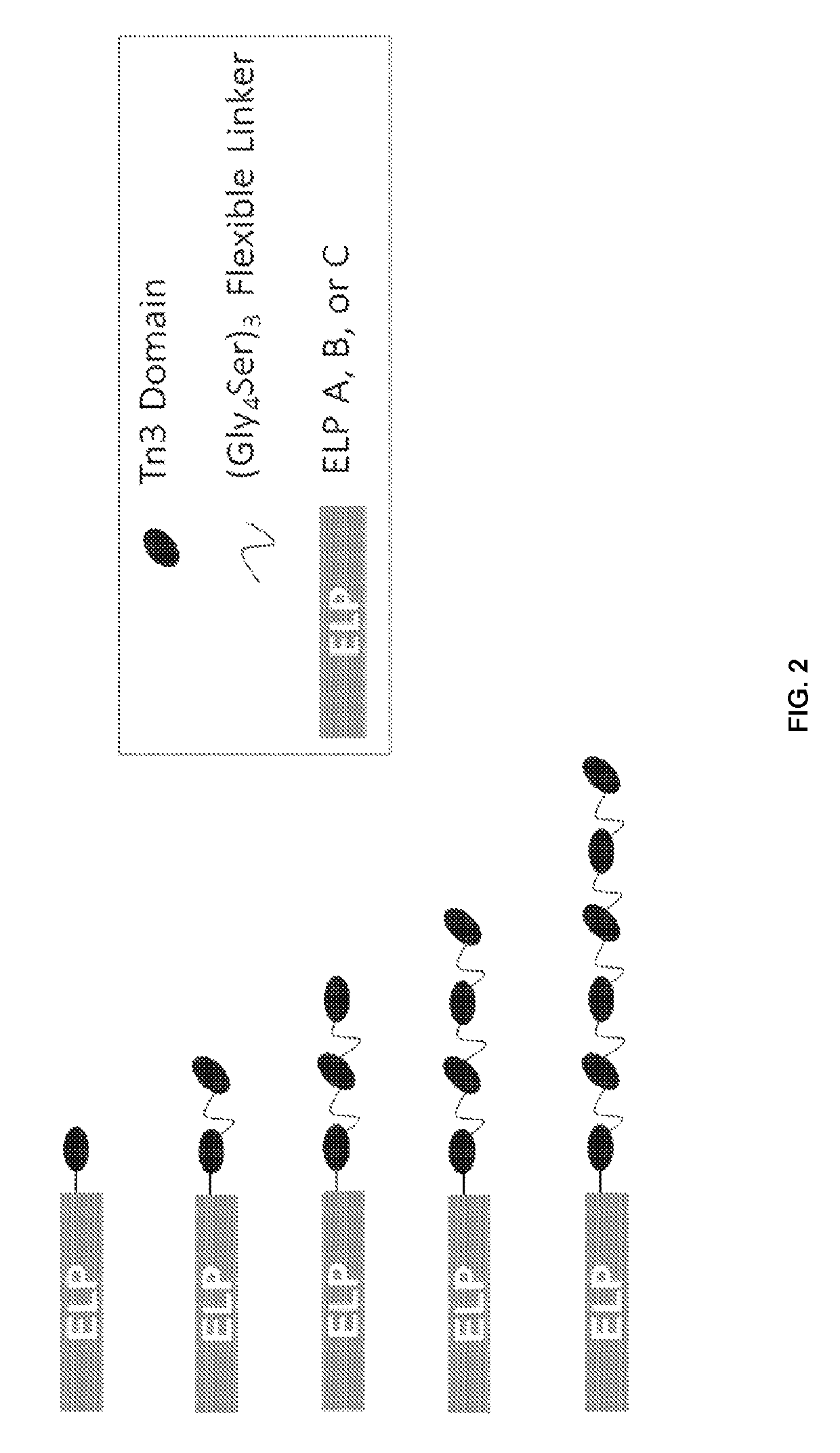 Fibronectin type III domain-based fusion proteins