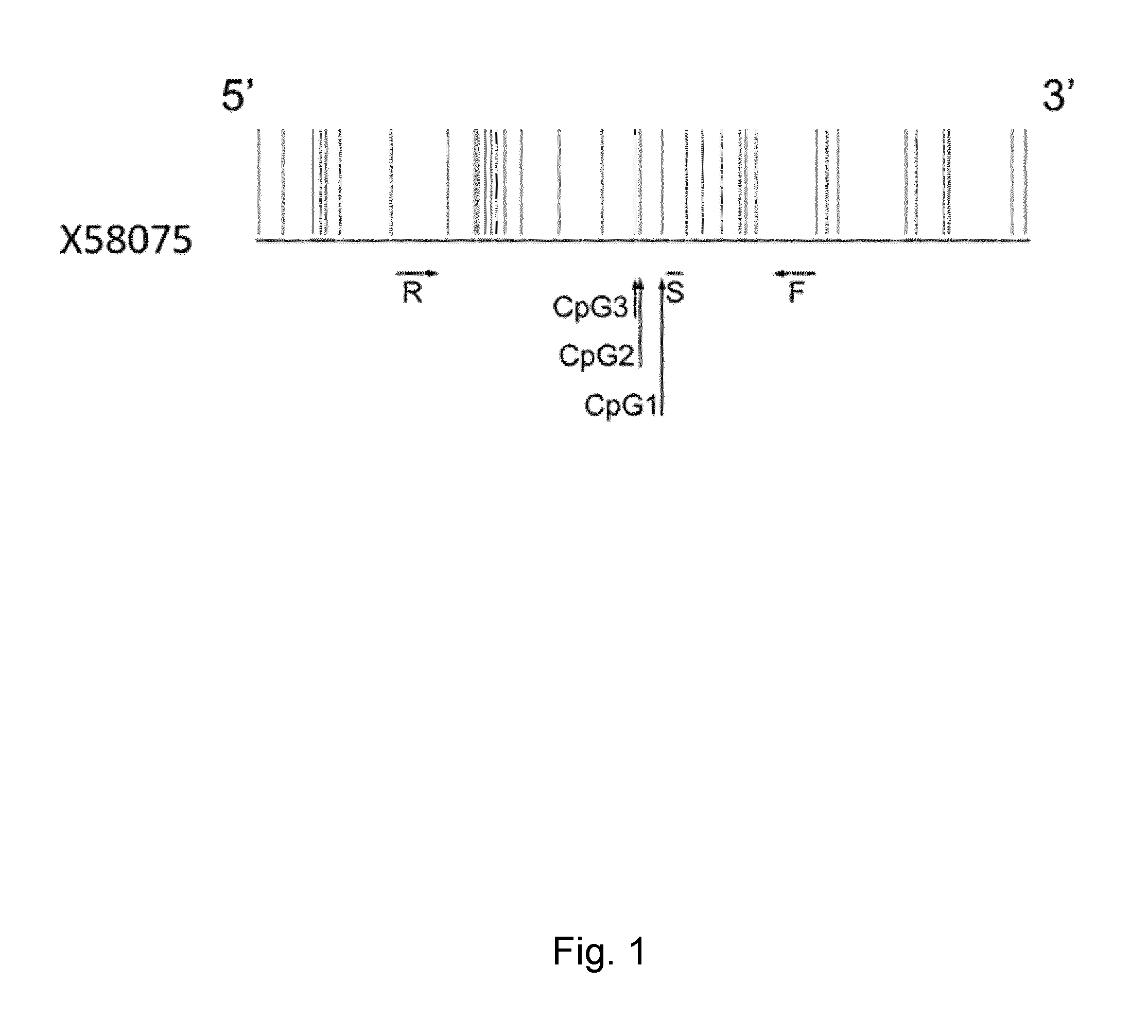 Markers of melanoma and uses thereof