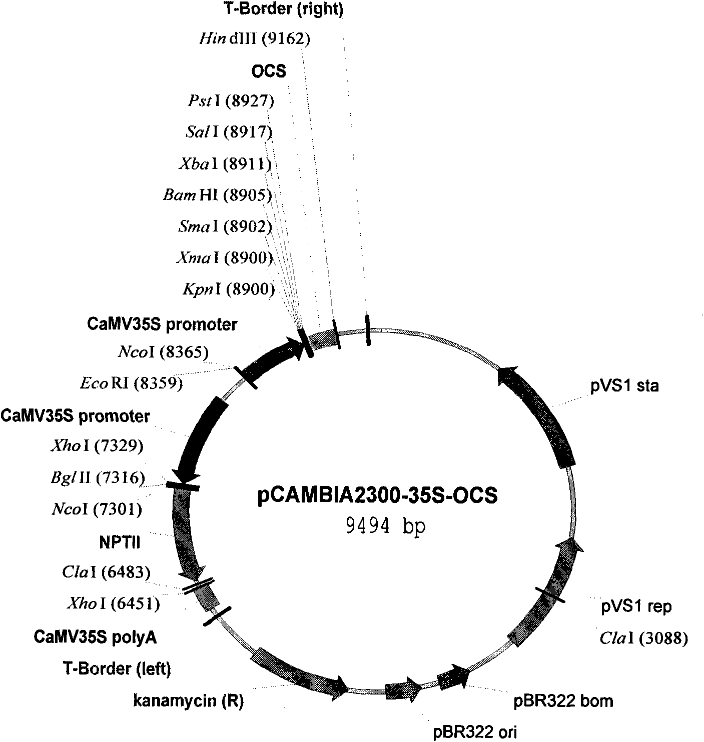 Ammopiptanthus mongolicus cold resistant gene AmGS