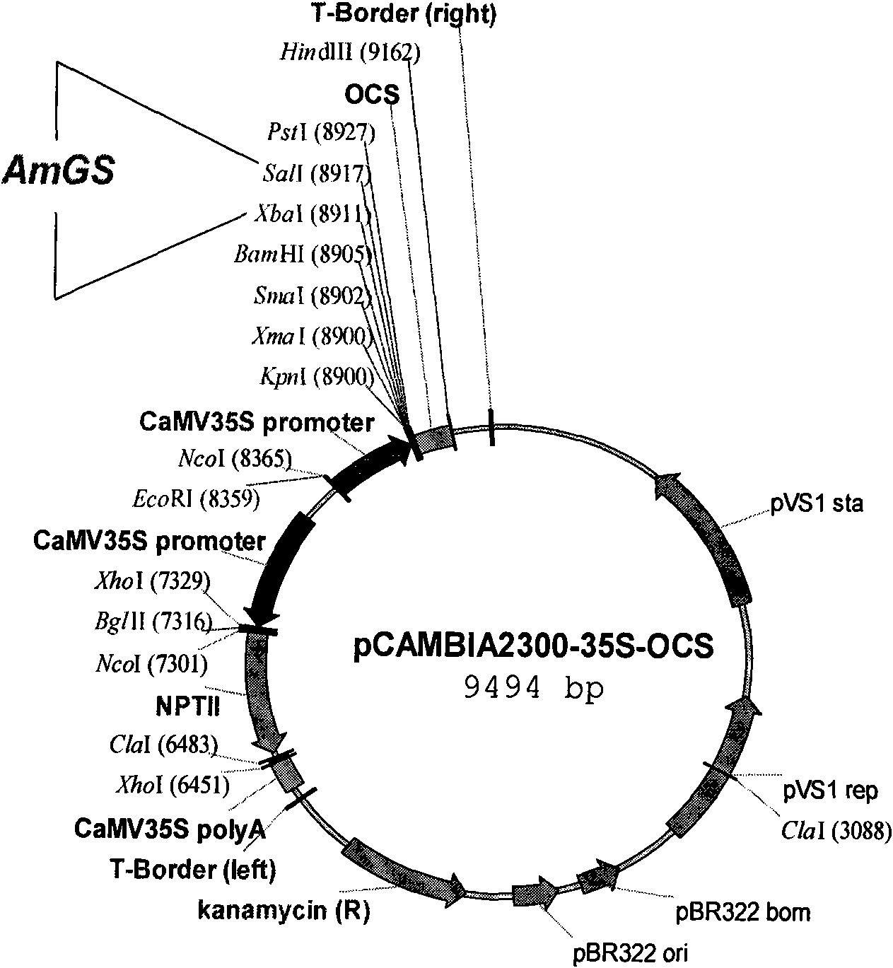 Ammopiptanthus mongolicus cold resistant gene AmGS