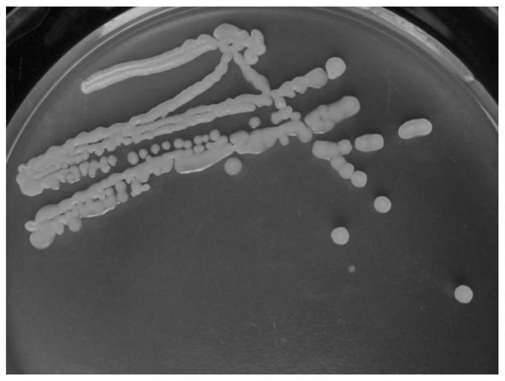 Microbial fertilizer suitable for saline alkali soil and preparation method thereof