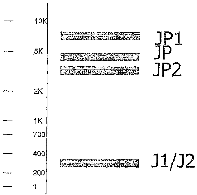 A Method for Studying Combinatorial Diversity of v(d)j