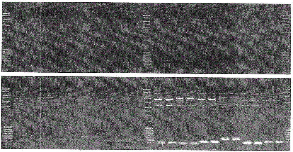 A Method for Studying Combinatorial Diversity of v(d)j