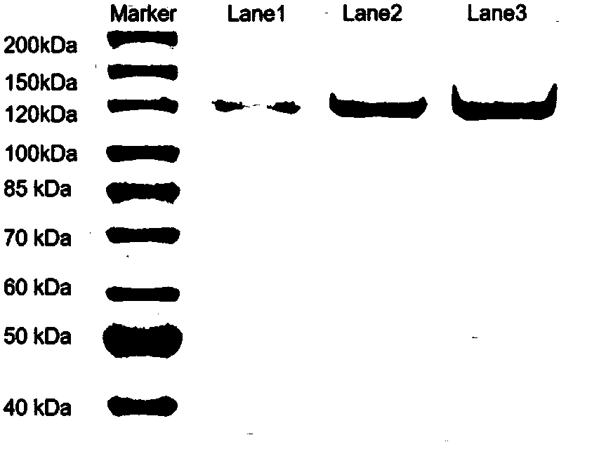 Articular cartilage repairing material based on oxidized hyaluronic acid-type II collagen and autologous concentration bone marrow nucleated cells and preparation method