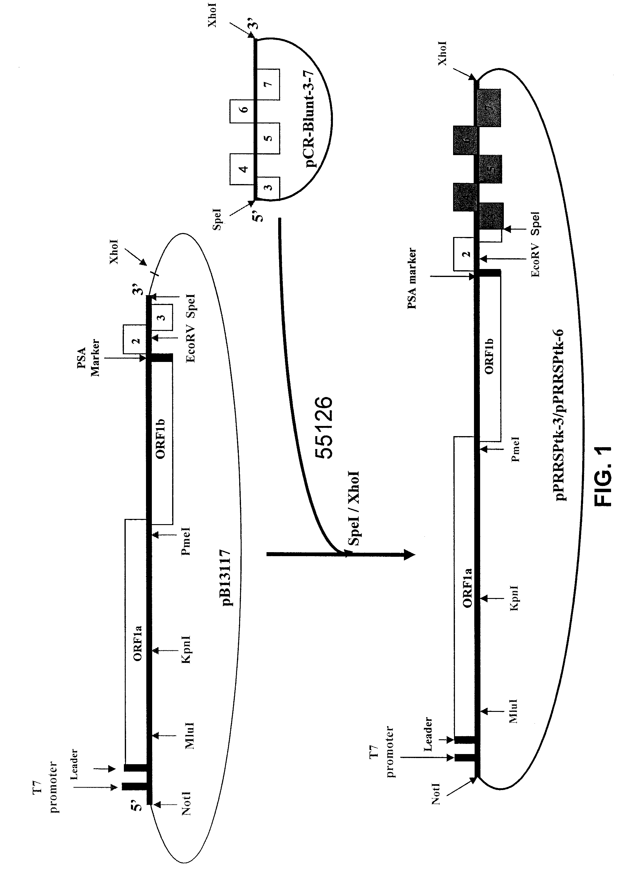 Construction of chimera PRRSV, compositions and vaccine preparations