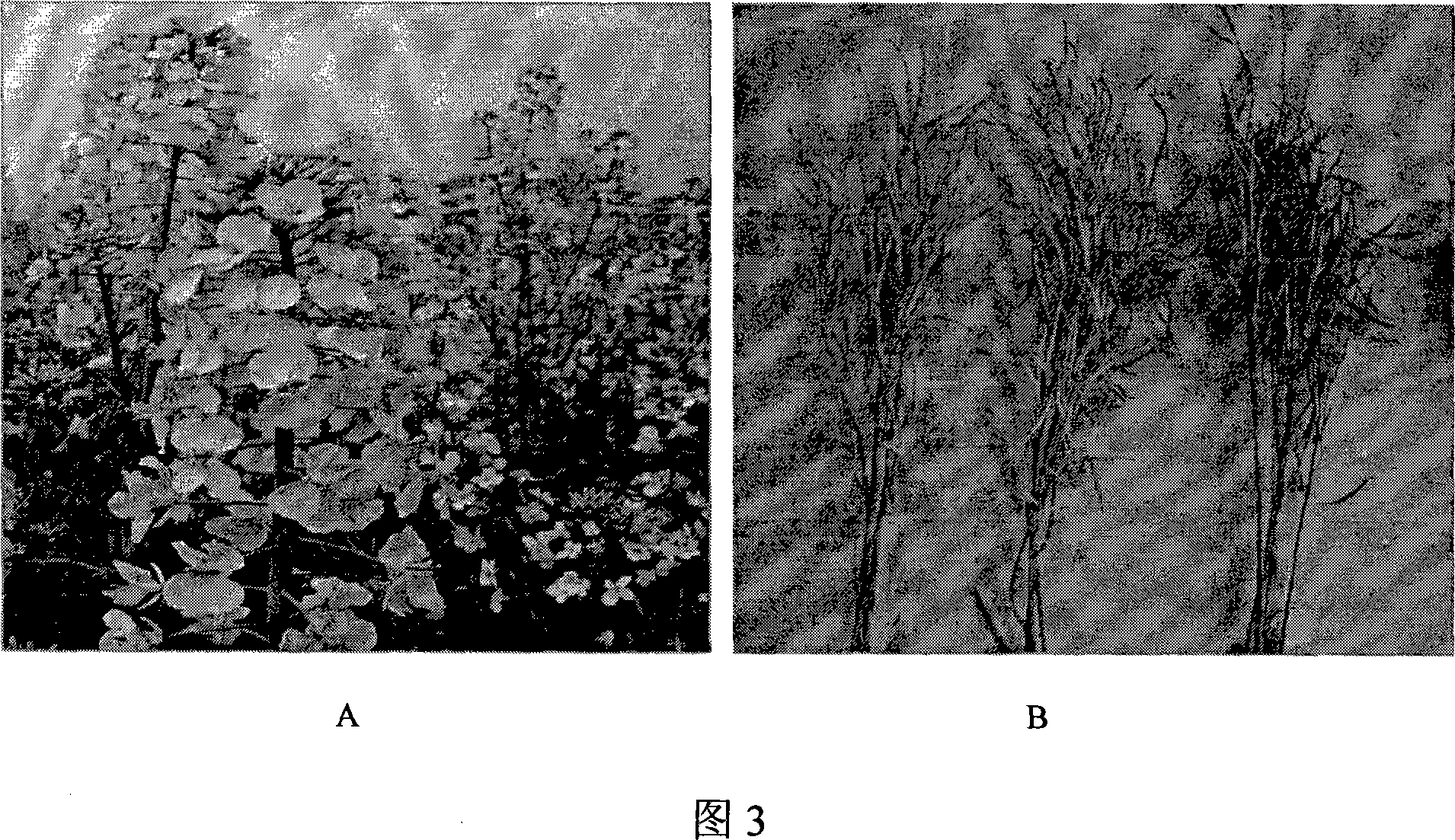 Method for breeding hybrid of rape or cruciferae vegetables by using wild leaf mustard sterile cytoplasm