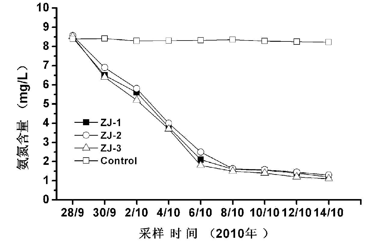 Microbe-enzyme composite preparation used for restoring water in urban and rural polluted river, and its preparation method