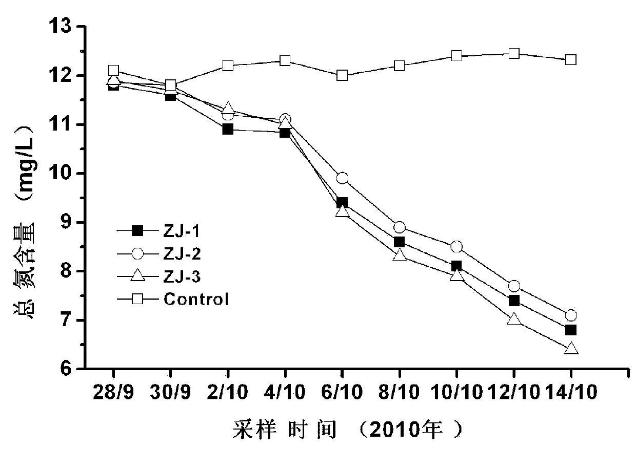 Microbe-enzyme composite preparation used for restoring water in urban and rural polluted river, and its preparation method