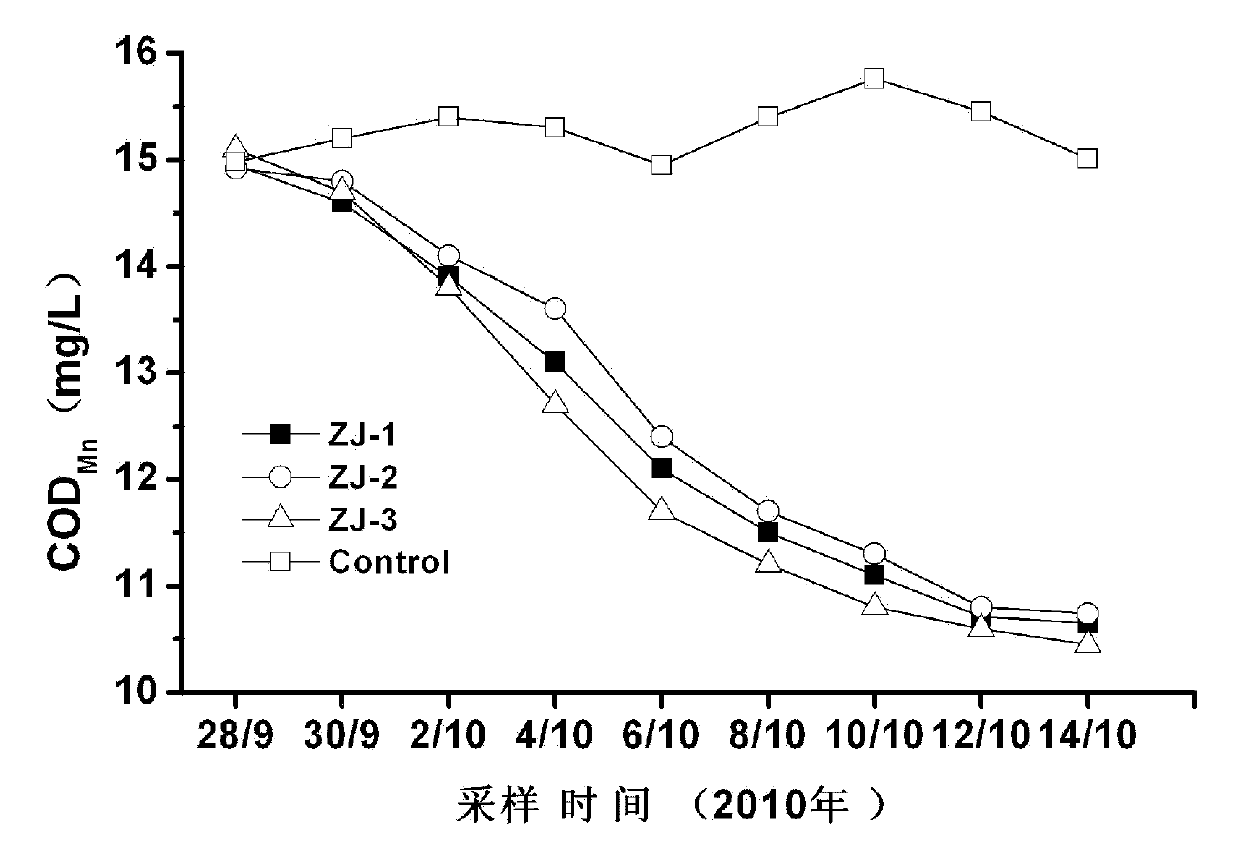 Microbe-enzyme composite preparation used for restoring water in urban and rural polluted river, and its preparation method