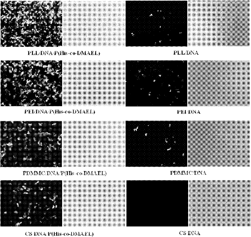 Functional oligomer used for non-viral gene vector material and application thereof