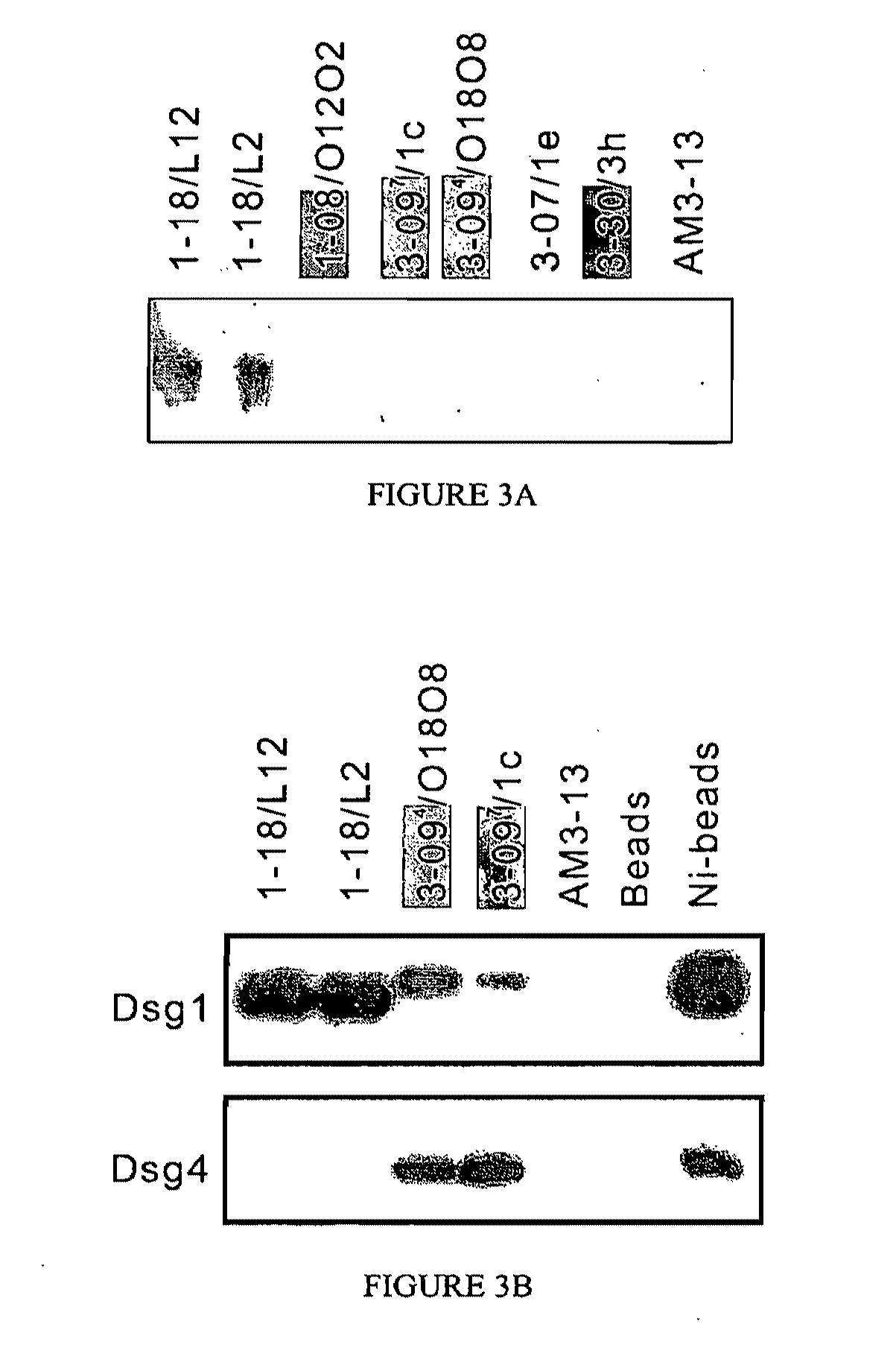 Isolation of Anti-Desmoglein 1 Antibodies by Phage Display of Pemphigus Foliaceus Autoantibodies