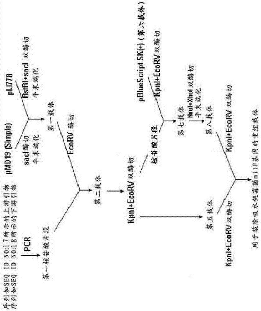 A kind of streptomyces producing 5-ketomilbemycin and the method for producing 5-ketomilbemycin