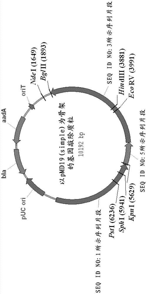 A kind of streptomyces producing 5-ketomilbemycin and the method for producing 5-ketomilbemycin