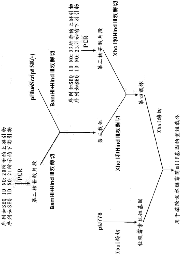 A kind of streptomyces producing 5-ketomilbemycin and the method for producing 5-ketomilbemycin