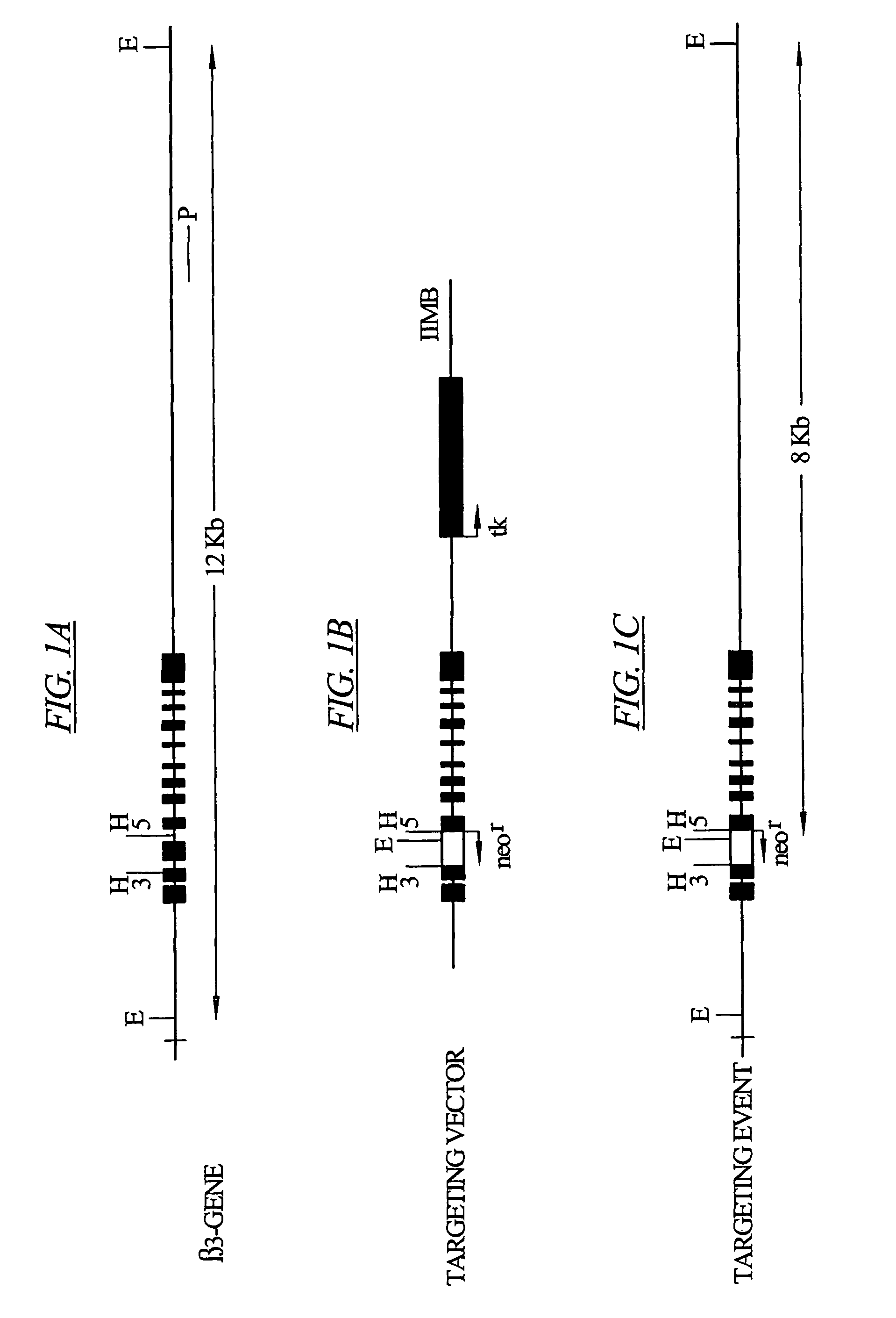 Inhibition of the β3 subunit of L-type Ca<sup>2+ </sup>channels