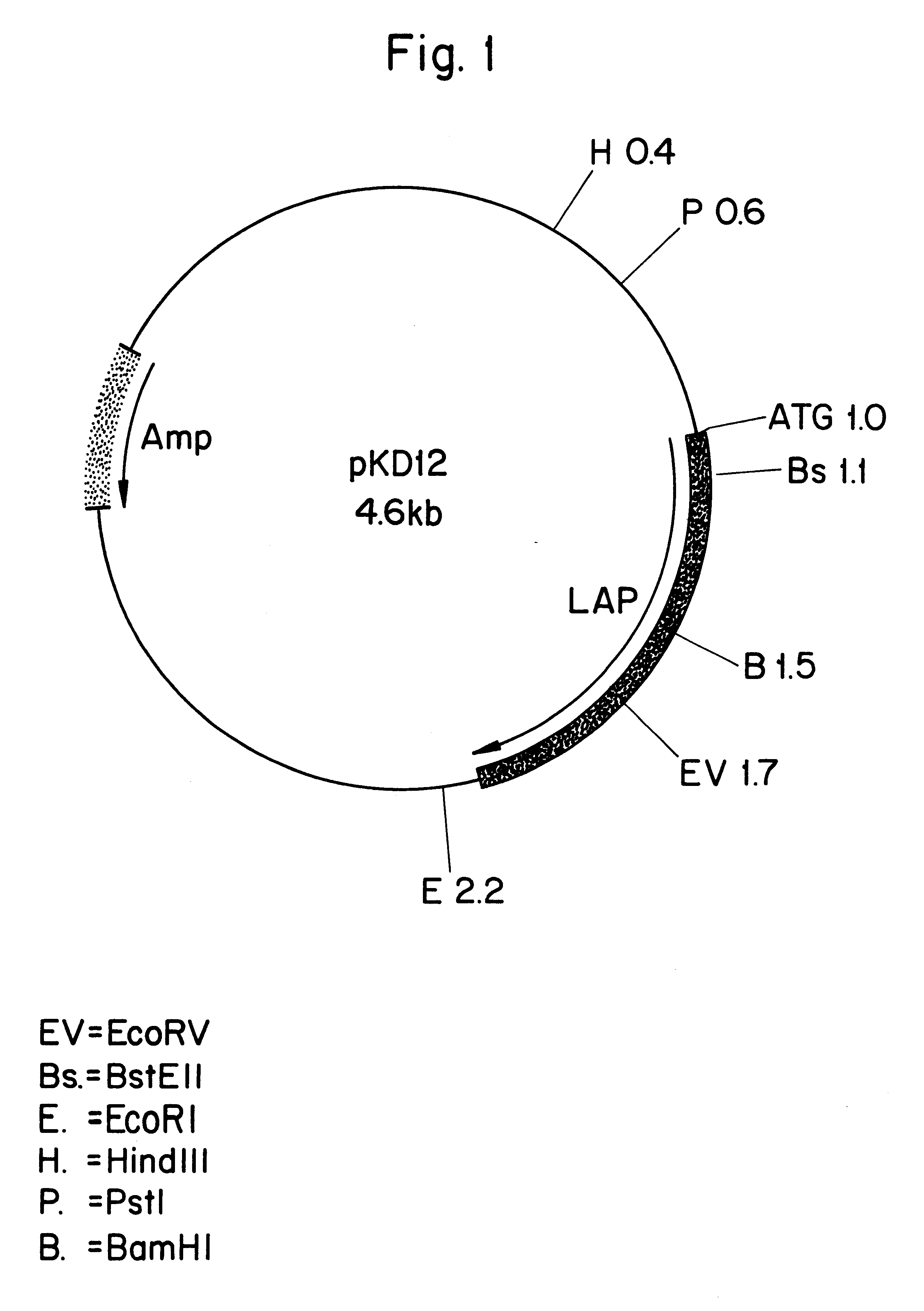 Leucine aminopeptidases produced recombinantly from Aspergillus soyae