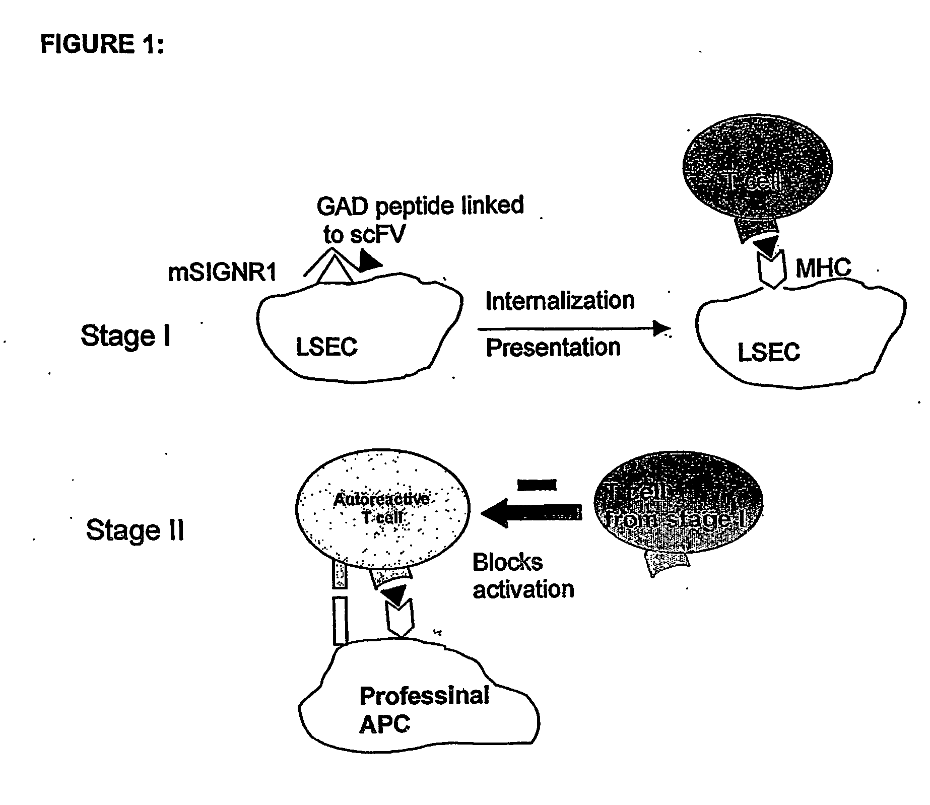 Method of treating autoimmune disease by inducing antigen presentation by tolerance inducing antigen presenting cells