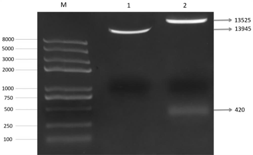 Cotton breeding method utilizing exogenous self-incompatibility