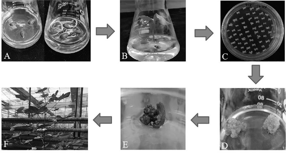 Cotton breeding method utilizing exogenous self-incompatibility