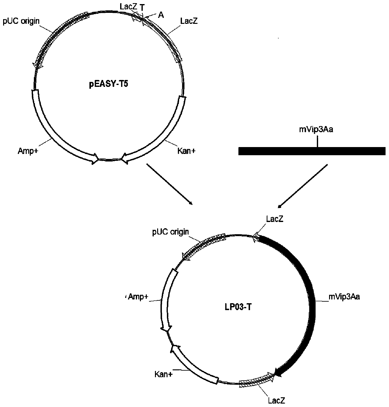 Plant insect-resistant gene mVip3Aa, vector and application thereof