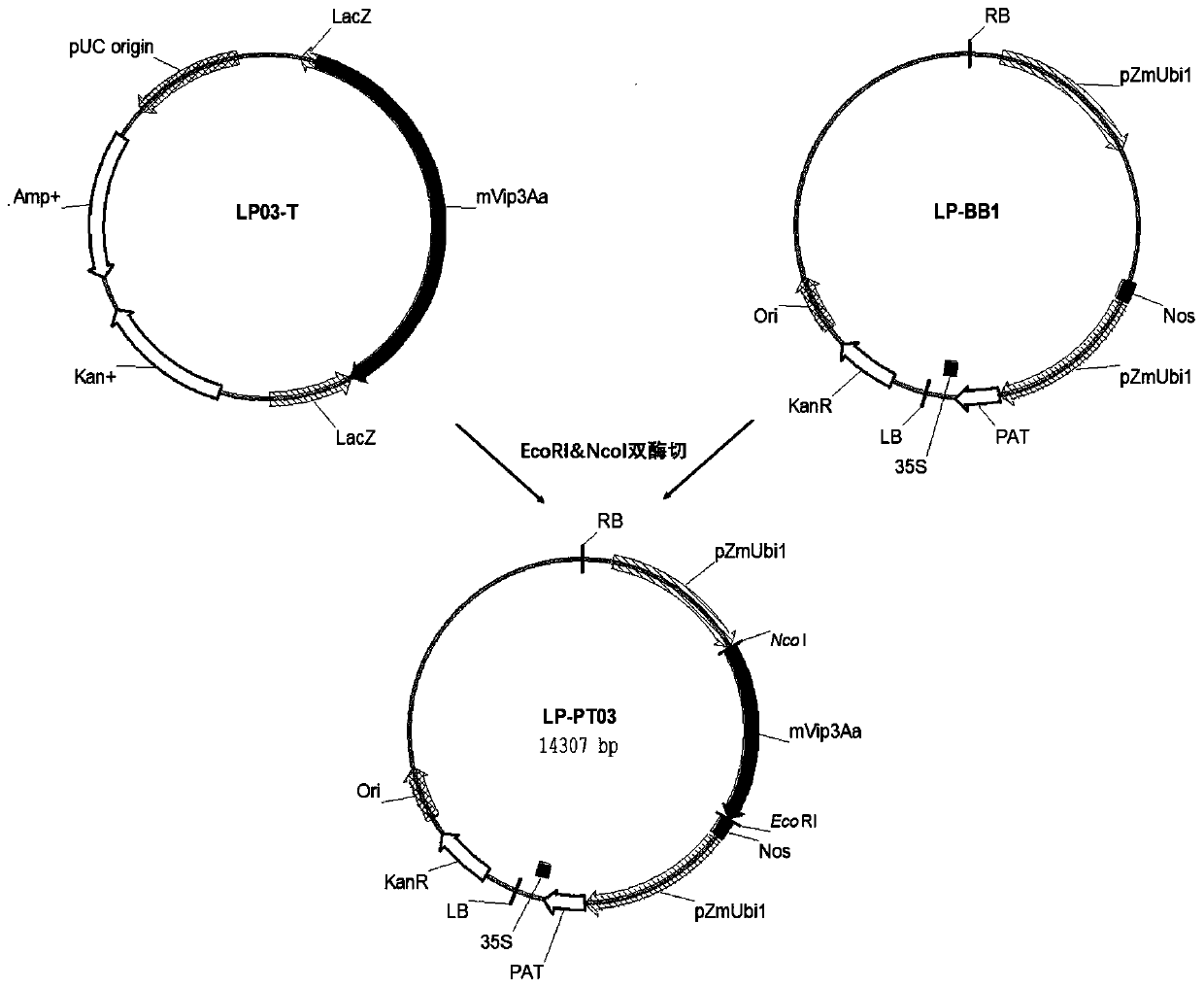 Plant insect-resistant gene mVip3Aa, vector and application thereof