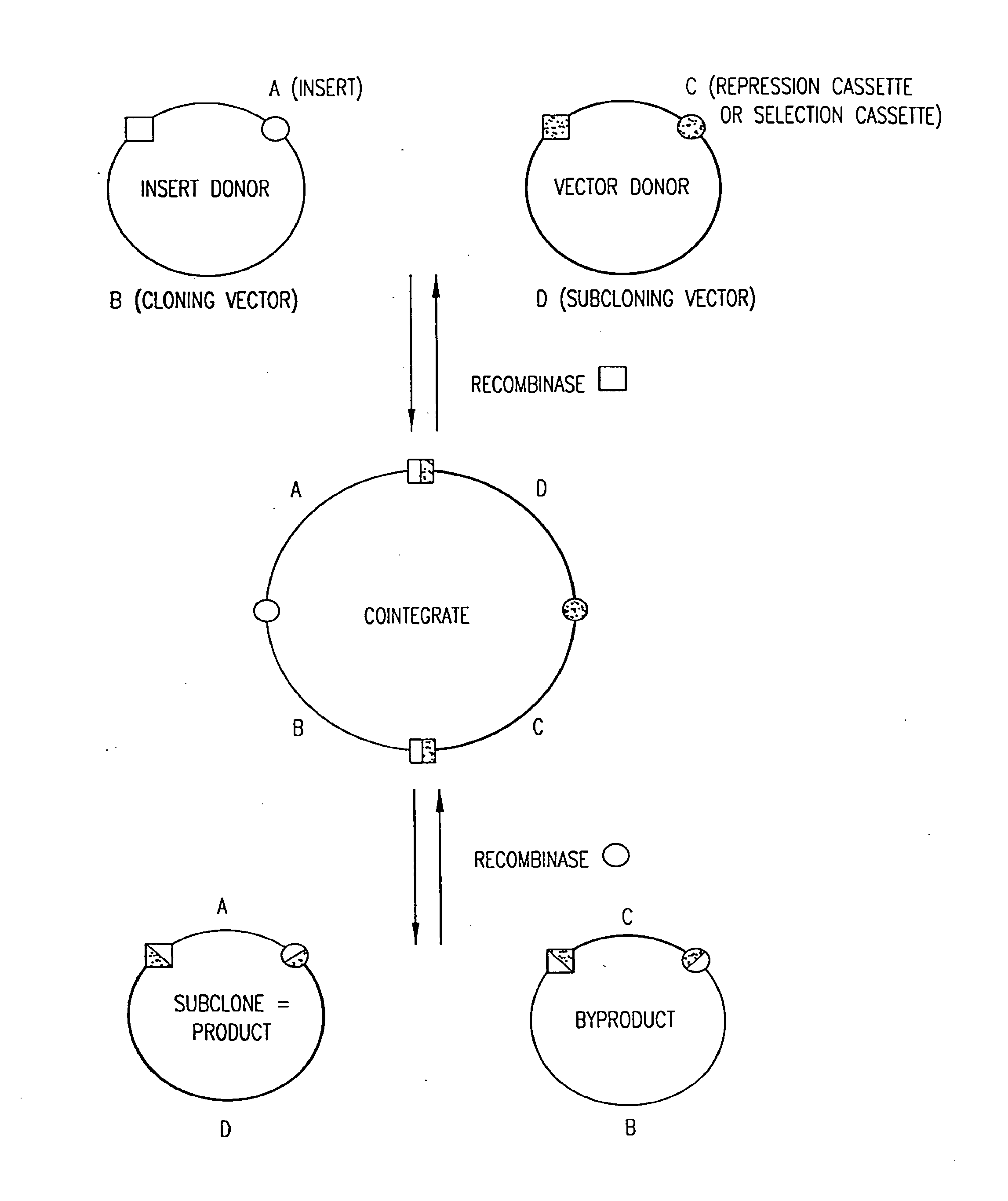 Compositions and methods for use in recombinational cloning of nucelic acids