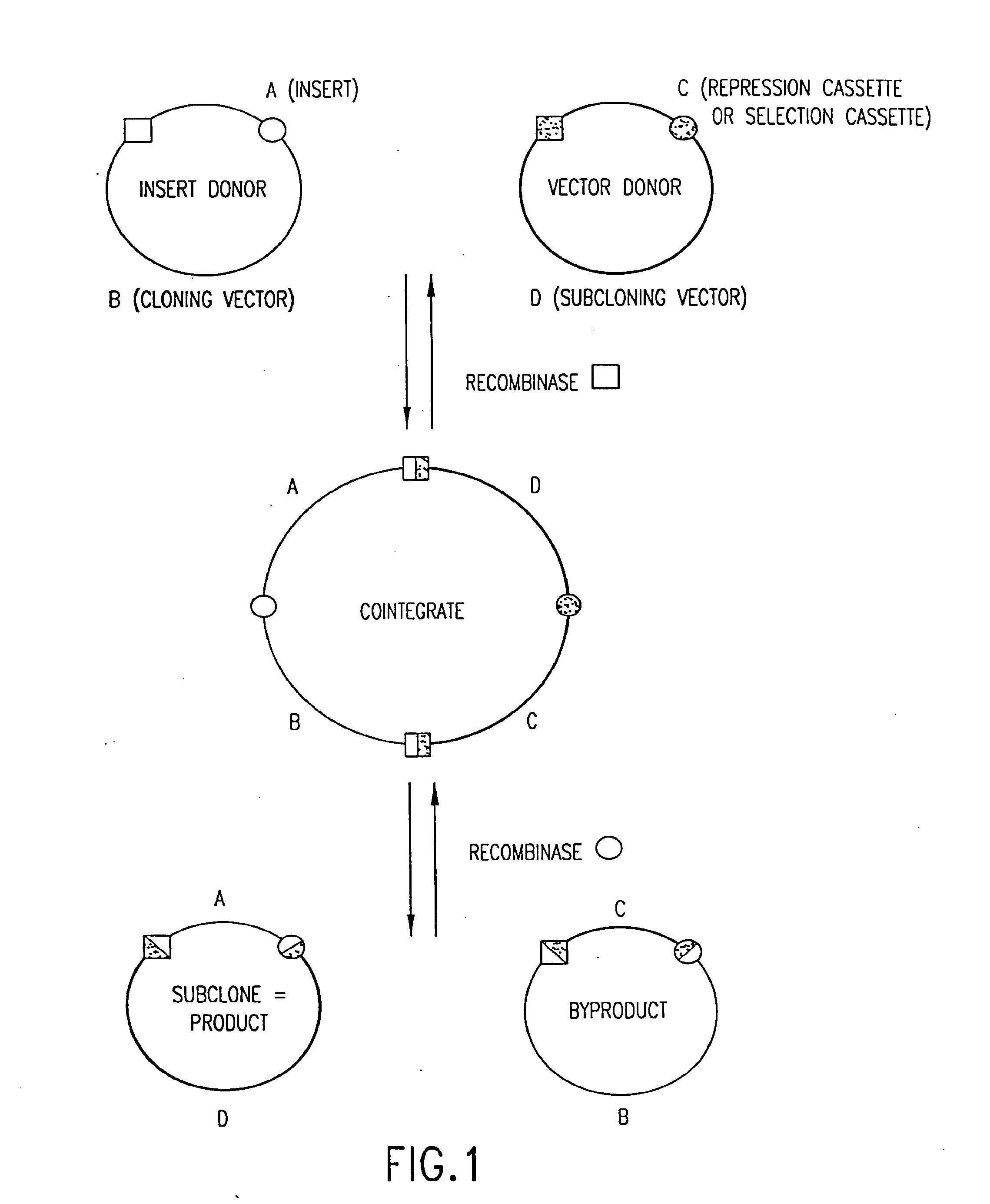 Compositions and methods for use in recombinational cloning of nucelic acids