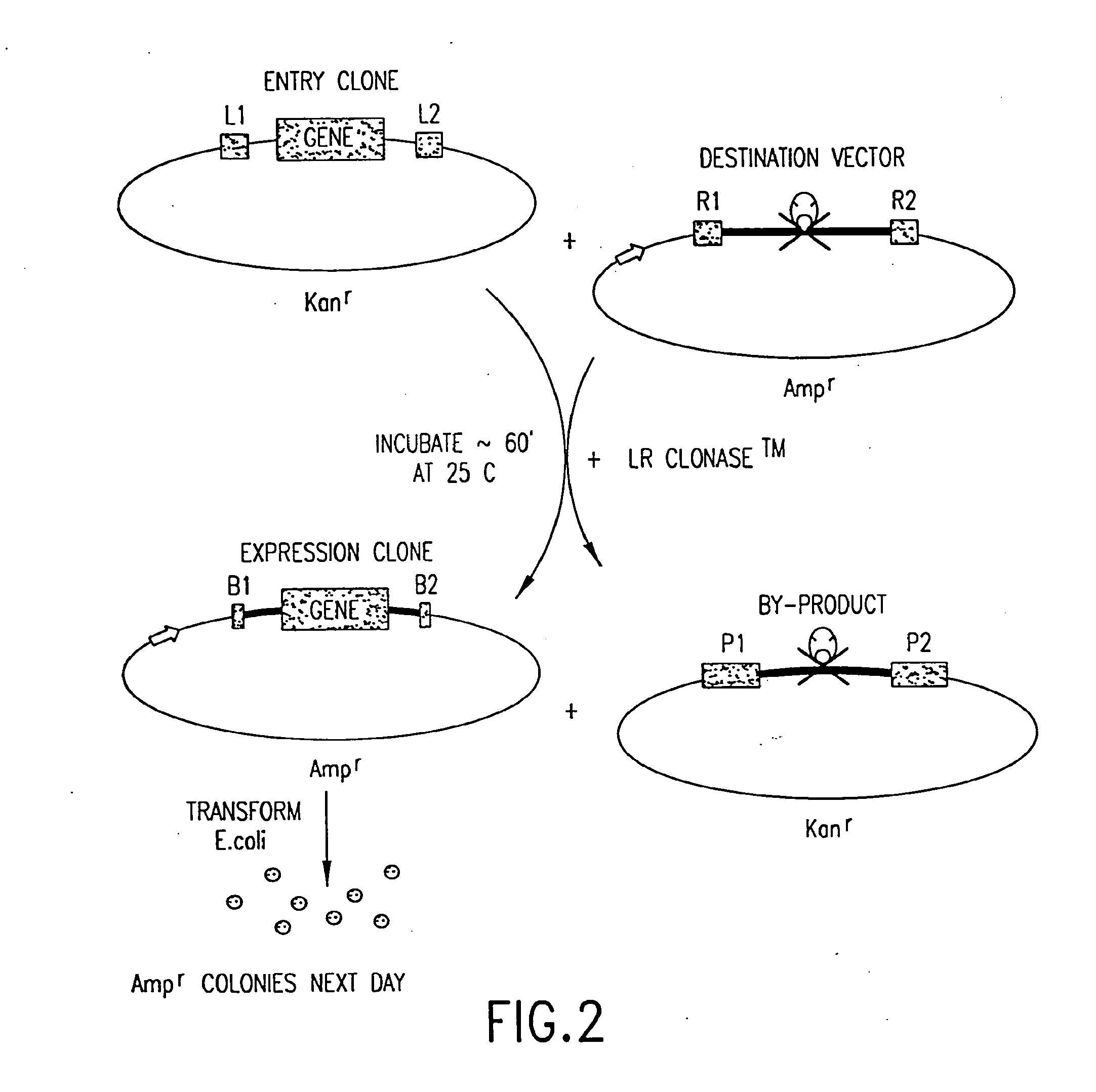 Compositions and methods for use in recombinational cloning of nucelic acids