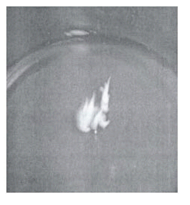 Rapid propagation method for cultivating tissue culture seedling by utilizing Mokara axillary bud tissue