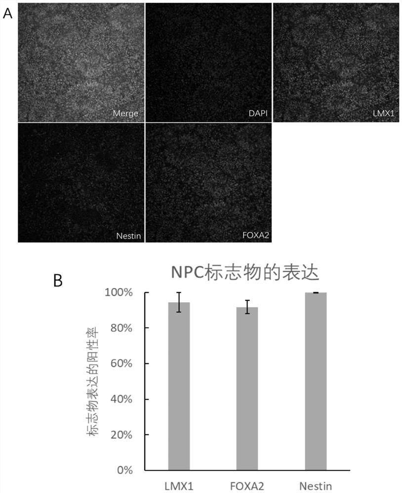 A method for preparing high-purity induced pluripotent stem cell-derived human brain dopaminergic neurons