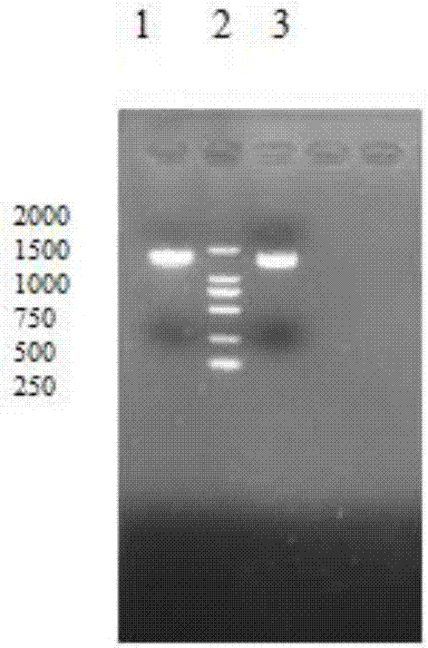 A recombinant fowlpox virus transfer vector expressing a duck adenovirus serotype-2 fiber2 gene, a constructing method thereof and applications of the transfer vector