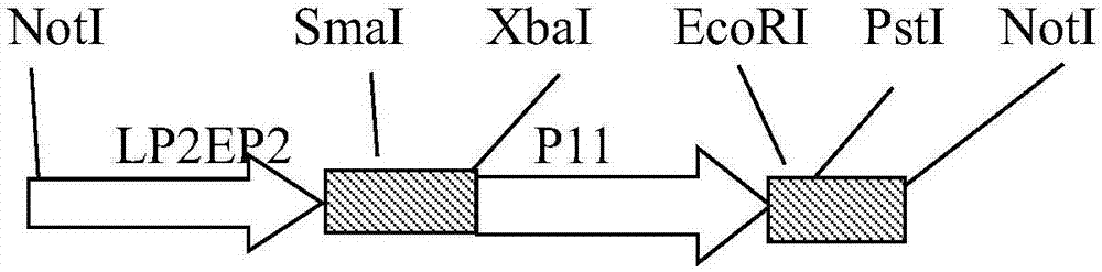 A recombinant fowlpox virus transfer vector expressing a duck adenovirus serotype-2 fiber2 gene, a constructing method thereof and applications of the transfer vector