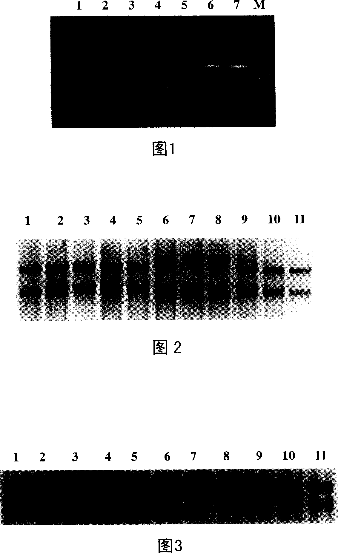 Molecular diagnosis of sex-linked dwarf chicken and its uses in dwarf chicken breeding